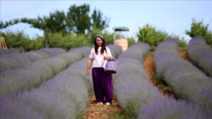 Türkiye: Les champs de lavande en fleurs à Kirklareli revêtent un manteau violet