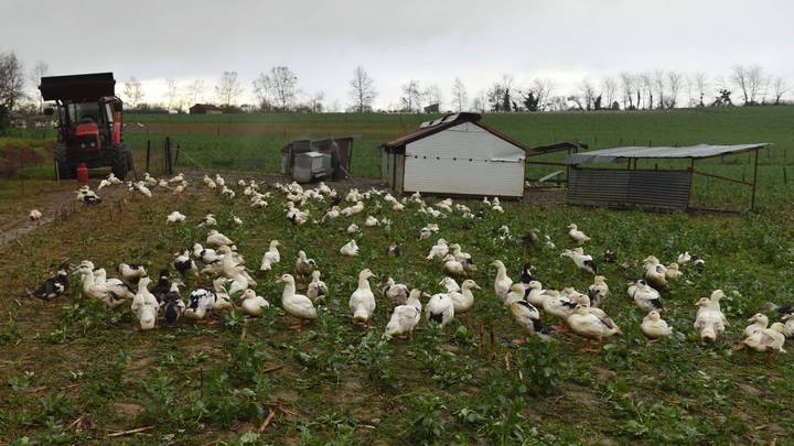 La France va commencer à vacciner ses canards contre la grippe aviaire